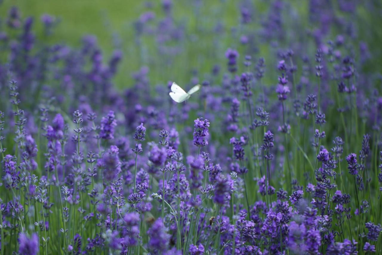 Lavender Inn Guest House Viesvenai 외부 사진